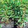 Portuguese Laurel Hedging Image 5