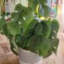 Artificial Monstera Plants in Ceramic Pots x 2 Image 2