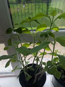 exotic plant Brazilian boldo - Plectranthus barbatus