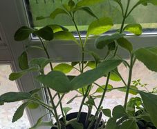 exotic plant Brazilian boldo - Plectranthus barbatus