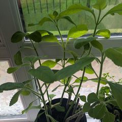 exotic plant Brazilian boldo - Plectranthus barbatus
