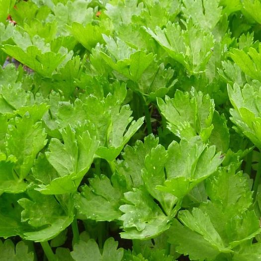 Leaf Celery - Irish Seeds