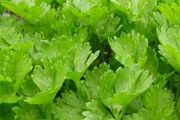 Leaf Celery - Irish Seeds