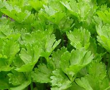 Leaf Celery - Irish Seeds