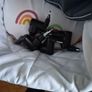 OutnAbout carrycot Image 3