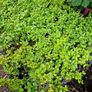 Laurel Hedging Plants, in Pots Image 10