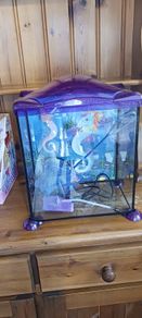 fish tank