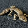 3 brass lizards. Image 3