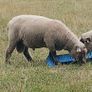 PB Hampshire and Cross bred rams for sale Image 2