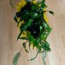 Aquarium plants Cryptocoryne wendtii Image 5