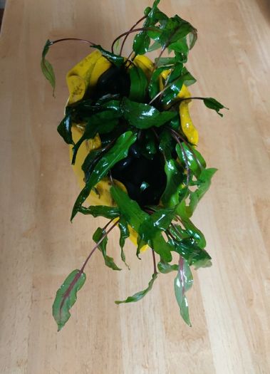 Aquarium plants Cryptocoryne wendtii