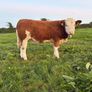 PBR Simmental Weanling Heifer Image 8