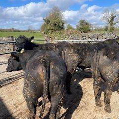 Aberdeen Angus Bull