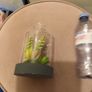 Faux succulent in Bell jar Image 3