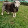 Herwick ram and 4 ewes for sale Image 9