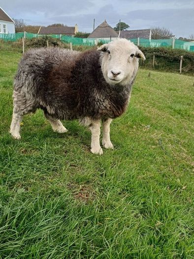 Herwick ram and 4 ewes for sale