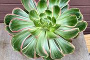 aeonium devil's eye - (rare succulent)