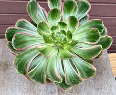 aeonium devil's eye - (rare succulent)