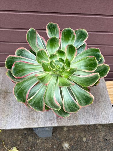 aeonium devil's eye - (rare succulent)