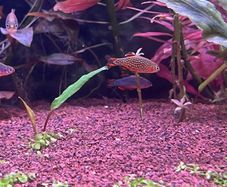 Aquarium Fish - Celestial Pearl Danios / Galaxy Rasboras