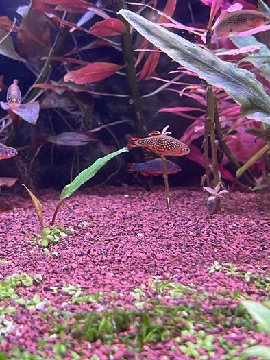 Aquarium Fish - Celestial Pearl Danios / Galaxy Rasboras