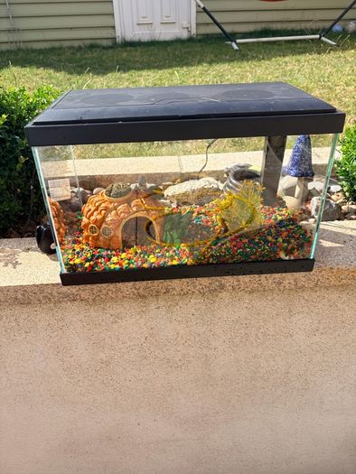 Fish Tank