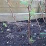 Raspberry canes Image 3