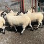 mule hoggets Image 9