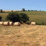 25 round bale of hay Image 2