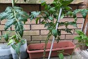 Tomato plants