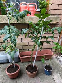Tomato plants