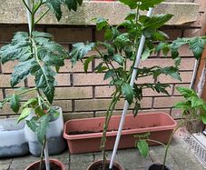 Tomato plants