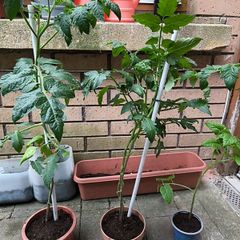 Tomato plants