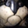 Toni Raymond ceramic dog Image 4