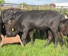 16 super runners for sale 150kg