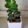 Jade plants. Money plants. Image 6