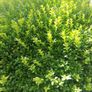 Box Hedging Image 3