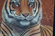 3D LiveLife Lenticular Wall Art Prints - Aloof From Deluxe Base - Unframed 3D Tiger - Size - 40cm x 30cm - RRP - 18.99