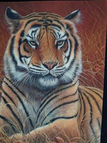 3D LiveLife Lenticular Wall Art Prints - Aloof From Deluxe Base - Unframed 3D Tiger - Size - 40cm x 30cm - RRP - 18.99