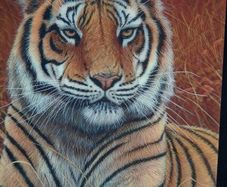 3D LiveLife Lenticular Wall Art Prints - Aloof From Deluxe Base - Unframed 3D Tiger - Size - 40cm x 30cm - RRP - 18.99
