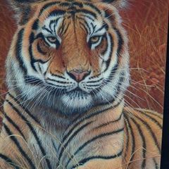3D LiveLife Lenticular Wall Art Prints - Aloof From Deluxe Base - Unframed 3D Tiger - Size - 40cm x 30cm - RRP - 18.99