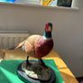 Pheasant Ornament Image 2