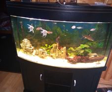 Juwel Vision Tank + Stand 260 Litres