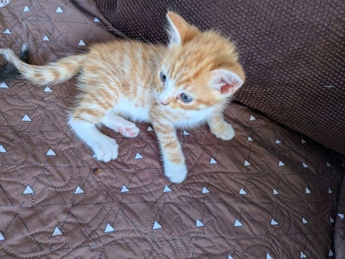 kittens