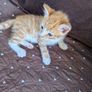 kittens Image 2
