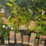 Herbs, Fruit Bushes, Tomato Plants Image 10
