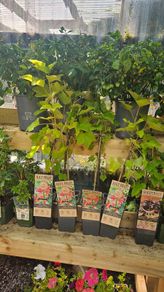 Herbs, Fruit Bushes