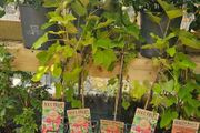Herbs, Fruit Bushes