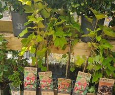 Herbs, Fruit Bushes