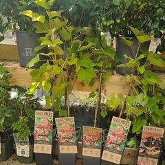 Herbs, Fruit Bushes